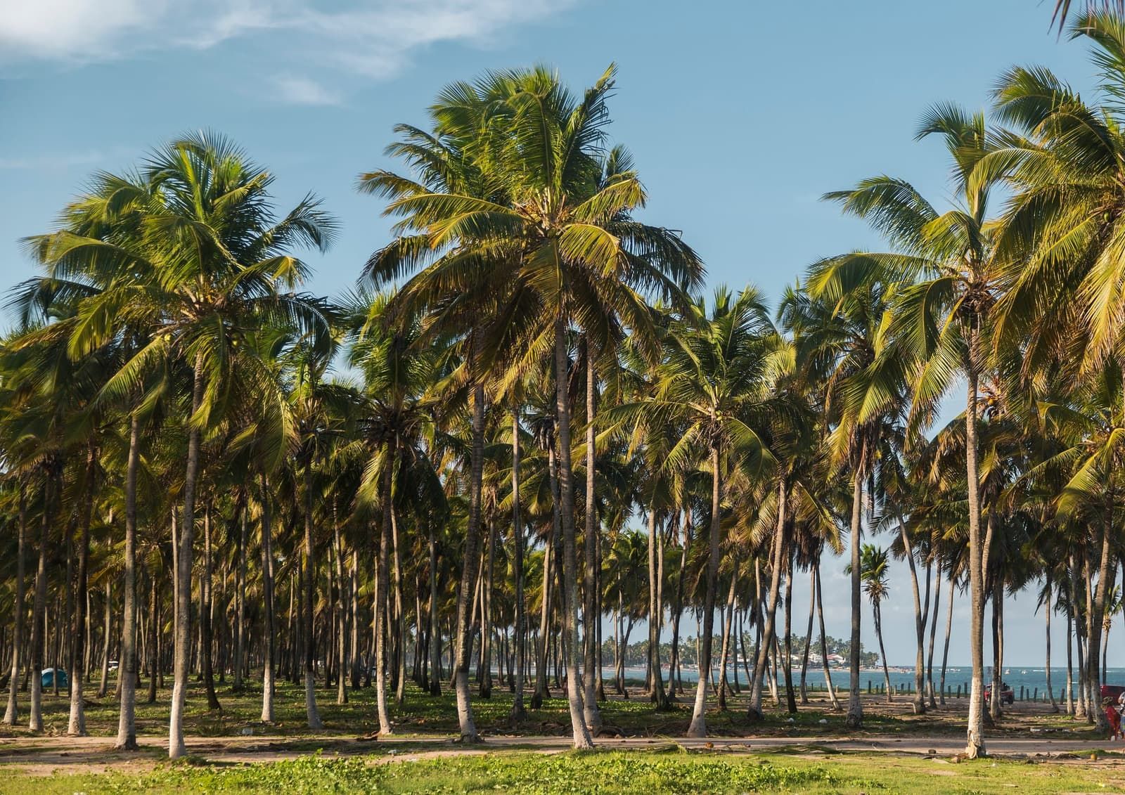 Praia de Maracaípe