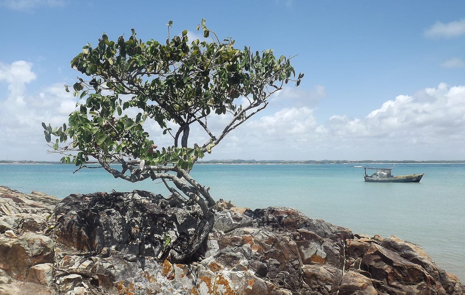 Árvore sobre rochas à beira-mar no litoral de Sirinhaém, com barco e mar verde-água